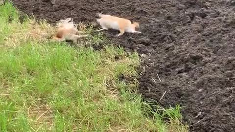 A Group of Shiba Inus Find Manure Pile