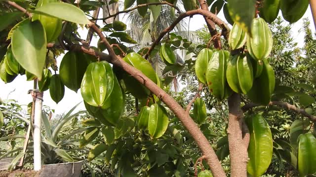 Star fruit — or carambola — is a sweet and sour fruit that has the shape of a five-point star.