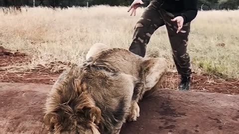 Scaring a dangerous lion