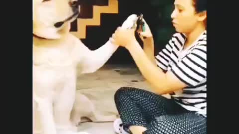 Dogs 🐕🐕 amazing acting