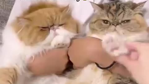 Funniest_cats🐱In_The_World😂_Funny