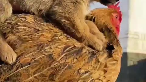chicken and dog story