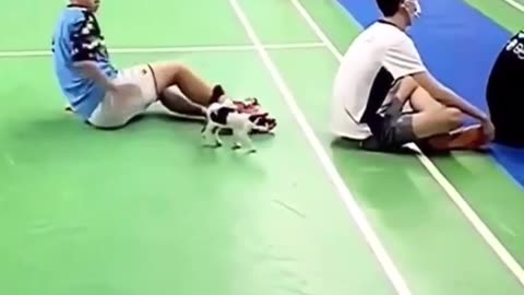 Animal play to Enjoy