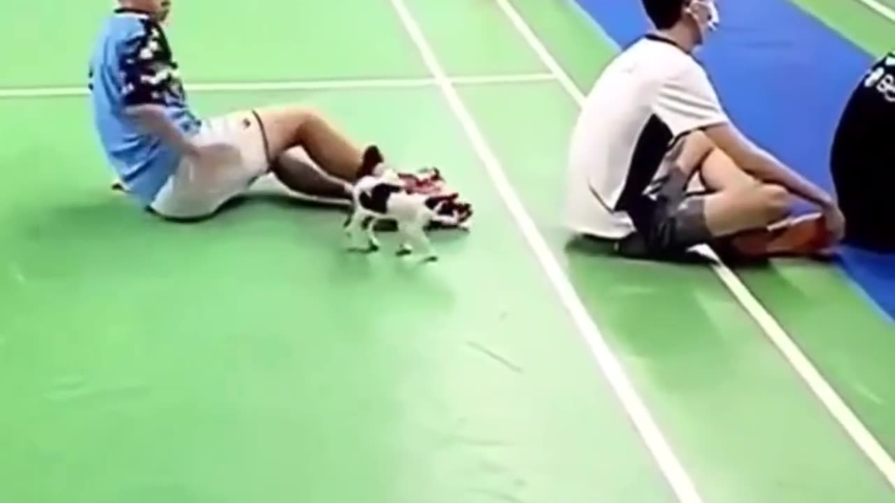 Animal play to Enjoy