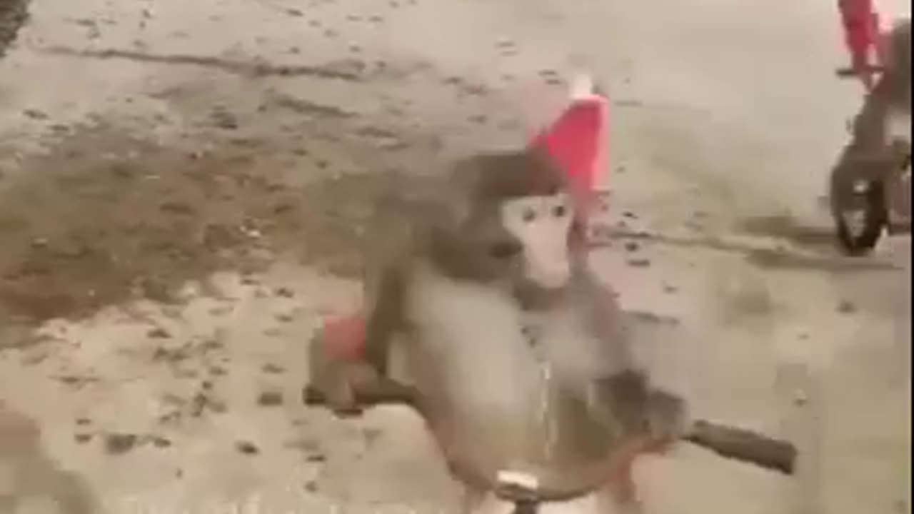 Monkey fany video