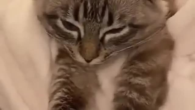 The Little Cat Wouldn't Last A Day