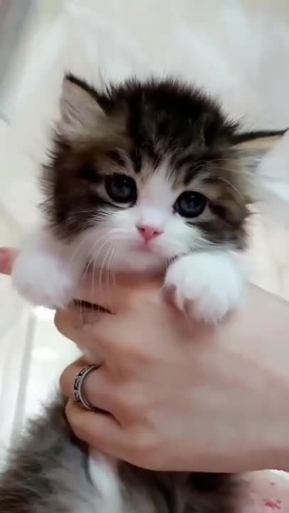 cute cat ❤#shorts #cat #cutecat #viral