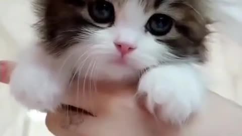 cute cat ❤#shorts #cat #cutecat #viral