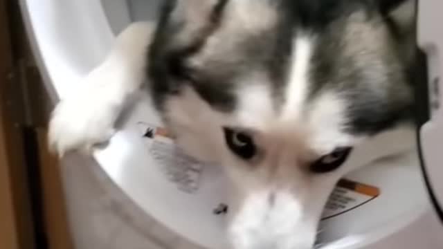 Dog in washing machine