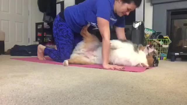 Aussie Shepherd Interrupts Owner's Yoga Session