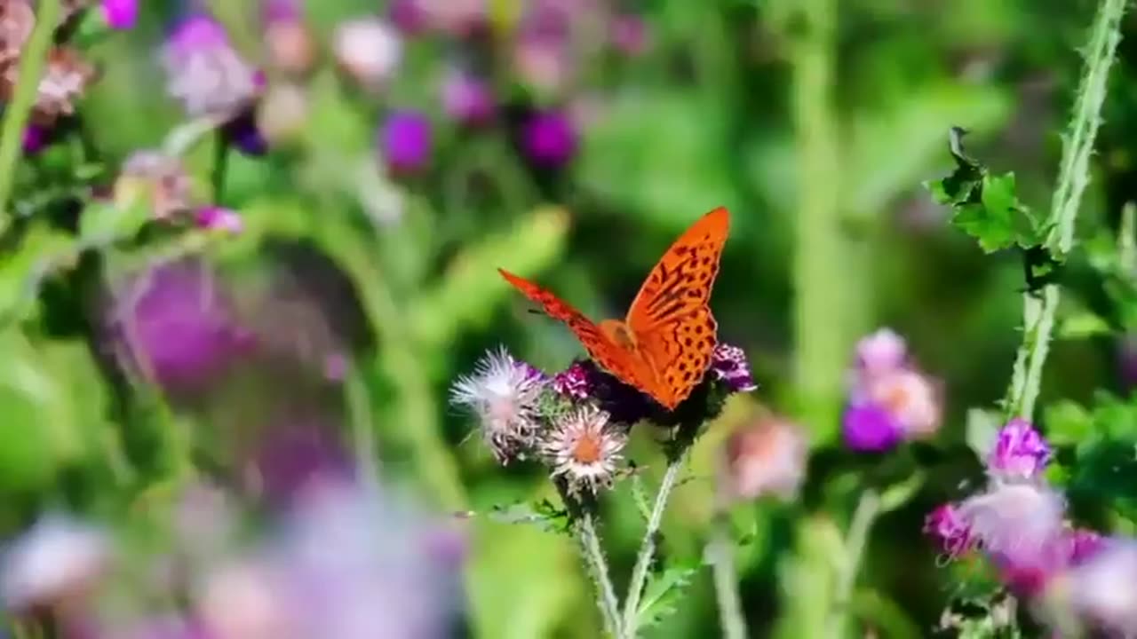 The Beauty of the Natural World: Animals and Birds