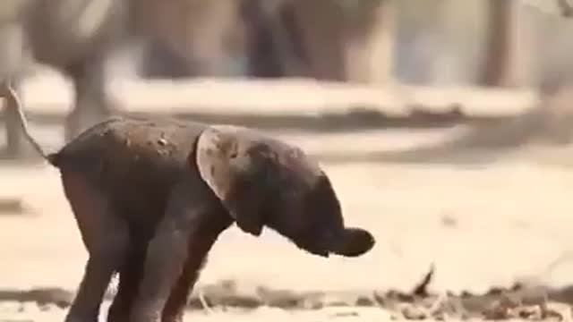 Baby elephant is struggling to walk!