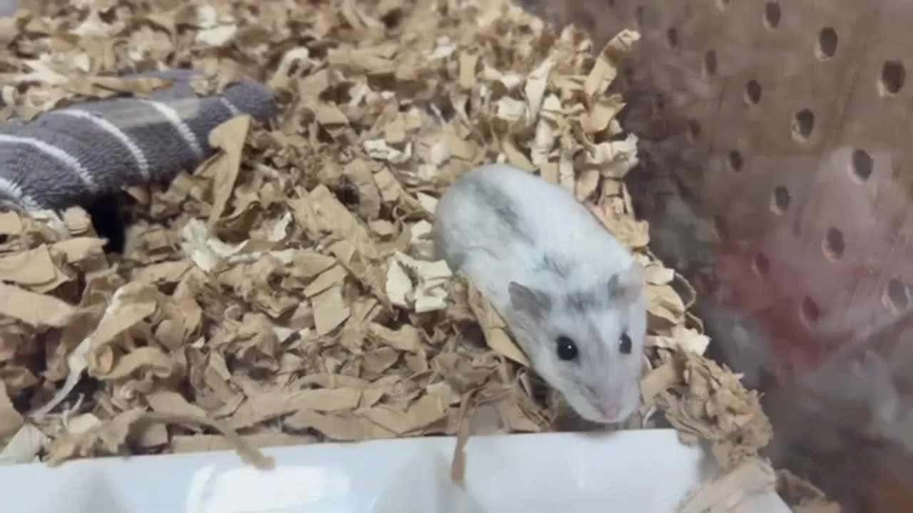 【ハムスター】今までで一番キレイに完食するジャンガリアンハムスター【4K】The most beautiful Djungarian hamster ever