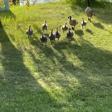Meeting with 3 geese family