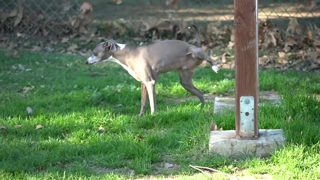 I filmed my dog ​​when she was crying or was nasty for 24 hours