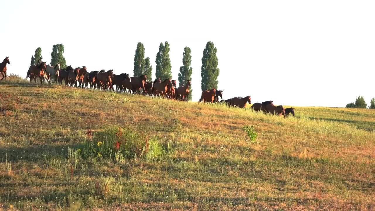 Horses run on grassy meadow. Animals and clear sky. Fast horses of caspian breed