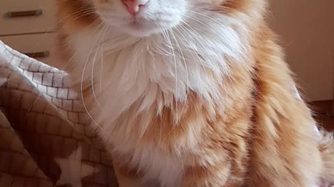 cat 22 years old