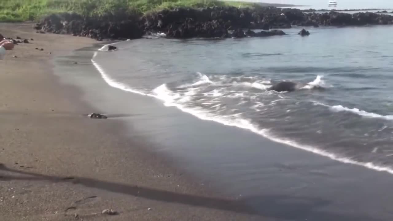 The shark was chased up the beach by the seal