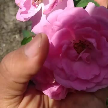 Nada melhor que o Cheiro dessa Rosa