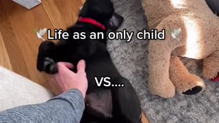Life changes for my dog! Felling less attention!?