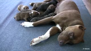 Cute Pit Bull Puppies Breast Feading From Mother