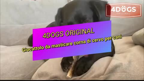 4 Dogs Original Corno di Cervo per Cani - XXL - 20 cm di Lunghezza - Osso di Cervo per Cani 100% Nat