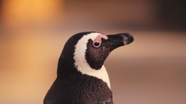 Cute Pinguin Videos Bokeh 4K - Funny Pinguin Videos