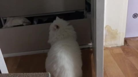 The magic of a cat disappearing into the cabinet