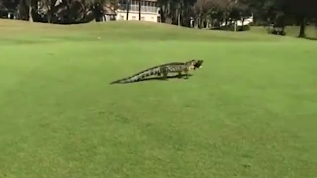 Alligator with fish in mouth interrupts golfers' game in Florida...