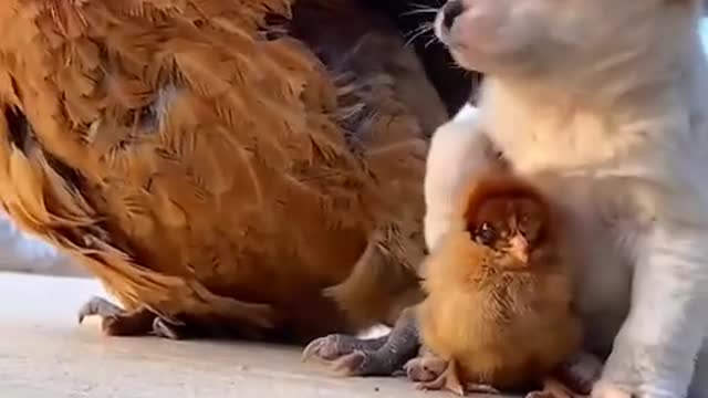 Funny and cute dogs love with chicken