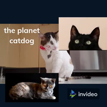 the planet catdog shorts