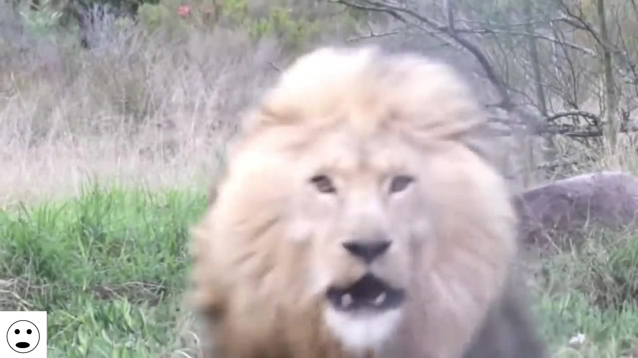 SUPER CLOSE ONE!!! LION ATTACS