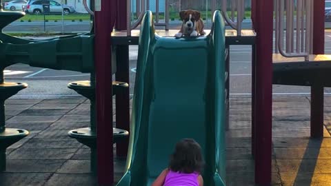 Puppy Follows Best Friend Down Slide 😍