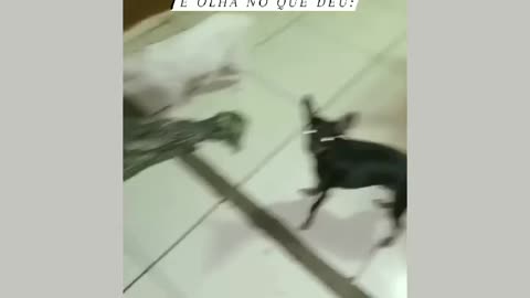 Meus pets com raiva porque tem algo na caminha deles