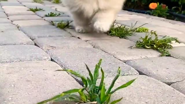 Cute puppy playing | cute | puppy | dogs|