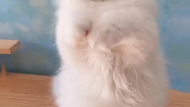 Cute baby cat video edit