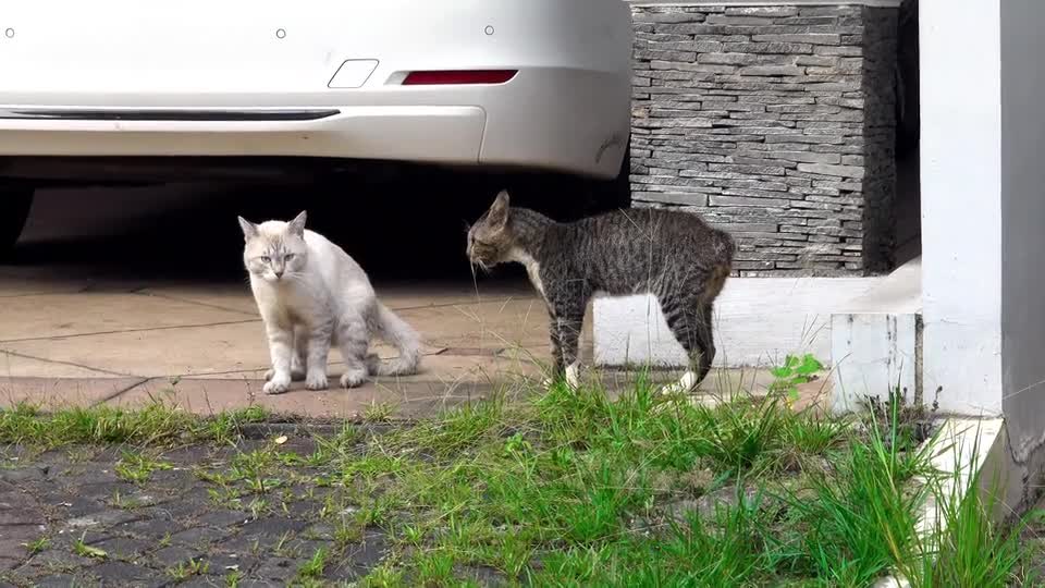 Funny Voice Cat Fighting