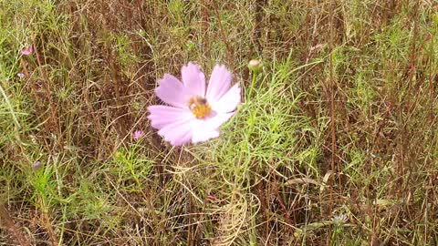 A honeybee on top of cosmos.