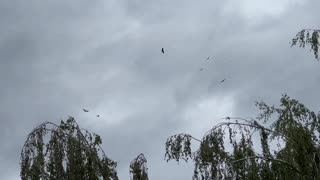 Vultures circle over Leavenworth, Washington