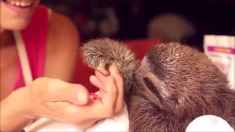 Sweet sloth gives a flower to woman