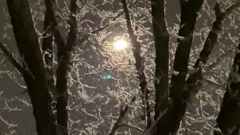 Beautiful snowfall morning with last nights hoarfrost on the elm trees 🤩 ❄️🌨