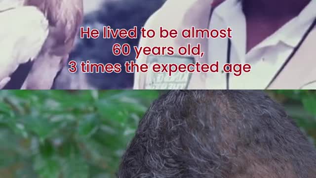 Rod, the Egyptian Vulture at Jurong Bird Park passes away