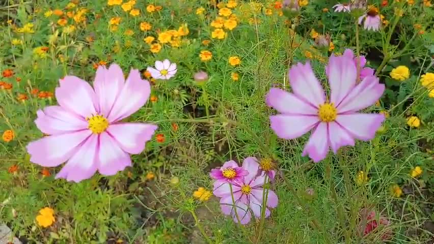 flowers in the field in autumn