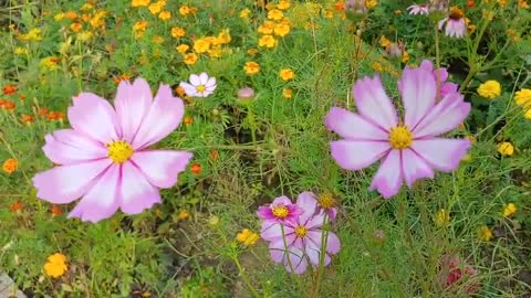 flowers in the field in autumn