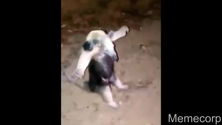 funny animals _compilation part4