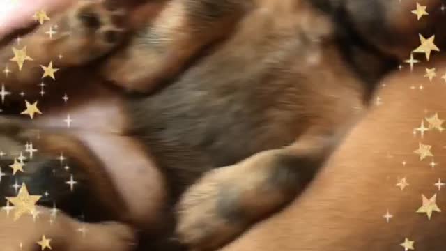 Sweet little nest of dachshund puppies