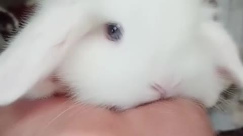 Collection Pets