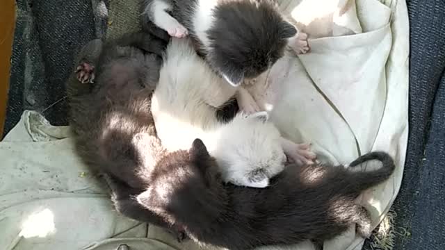 Kittens start playing