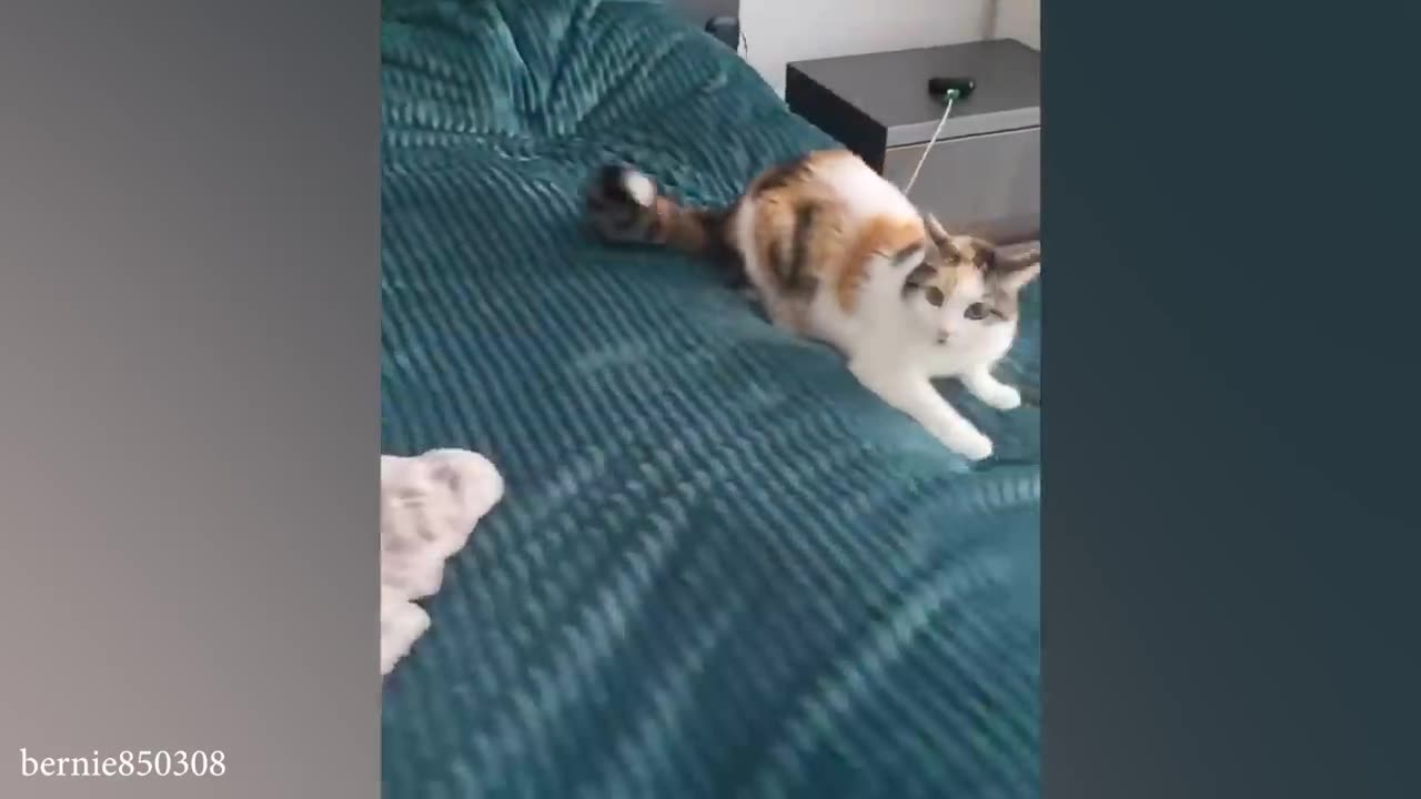 Funny Cat Videos of 2024 😍You Laugh You Lose