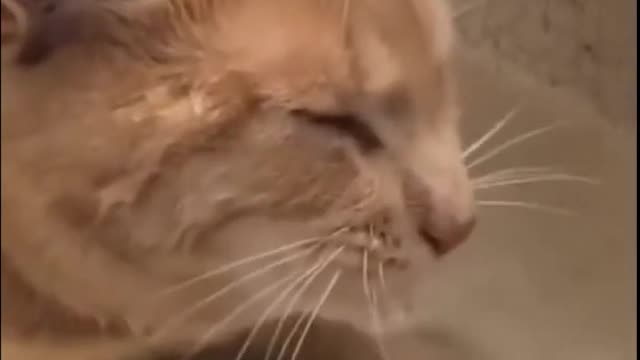 Funny animals video cats and dogs 023 #Shorts #Animal